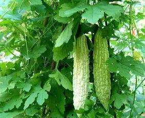 老贺吃瓜 第2张 老贺吃瓜 第2张